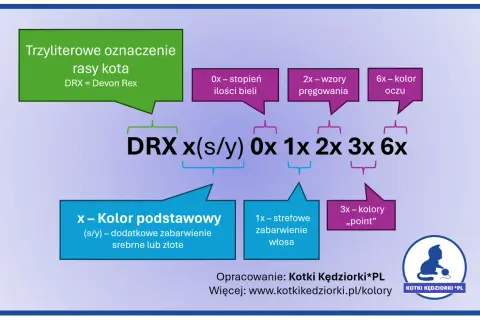 Devon Rex Point - Cechy, pielęgnacja i cena kociaka tej rasy