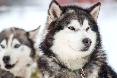 Dwa psy rasy husky, jeden z brązowymi oczami na pierwszym planie, drugi z niebieskimi w tle. Różne odmiany husky w zimowej scenerii.