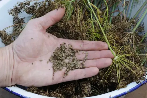 Hand holding dill seeds, ready for planting. This dill is winterhart, ensuring a harvest even in colder months.