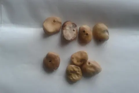 Uszkodzone przez robaki nasiona bobu. Kiedy pryskać bób od robaka? Gdy widać takie ślady.