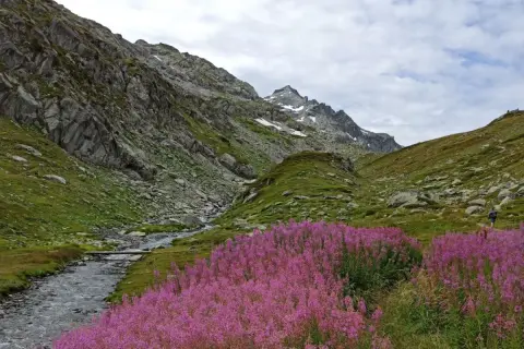Un sentiero serpeggia tra fiori viola e un ruscello alpino, con montagne imponenti a fare da sfondo. Un'indimenticabile valle d'Aosta estate.