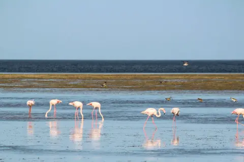 Różowe flamingi brodzą w płytkiej wodzie na wyspie Djerba. W tle ciemne morze i błękitne niebo.