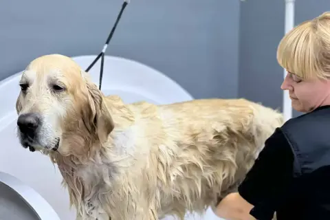 Złoty retriever w wannie, mokry podszerstek u psa. Groomerka dba o jego czystość.
