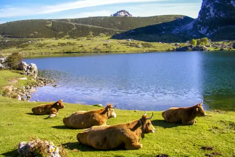 Vacas pastando junto a un lago azul, ideal para una ruta 4x4 por Lagos de Covadonga. Paisaje montañoso y cielo despejado.