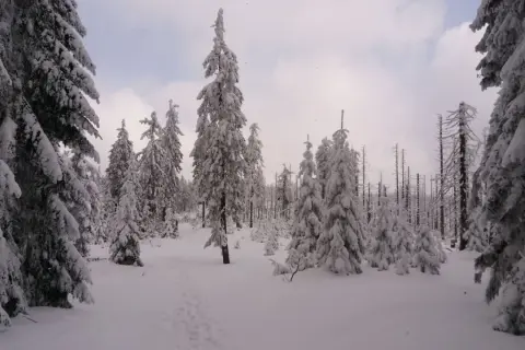 Śnieżny las na Kubalonce, gdzie ślady na śniegu prowadzą przez zasypane drzewa. Wisła w zimowej odsłonie.