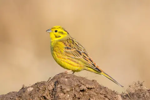 En gul svart fågel sitter på en jordhög.