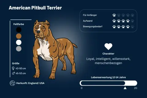 Ein American Pitbull Terrier, bekannt für seinen loyalen, intelligenten und menschenbezogenen **pitbull charakter**.