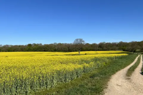 Vaste étendue de champs de colza en fleurs sous un ciel bleu éclatant. Un chemin de terre serpente à travers l'herbe verte, menant vers l'horizon.