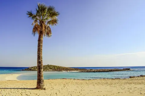 Idealne miejsce, gdzie na wakacje we wrześniu: piaszczysta plaża, turkusowa woda i samotna palma.