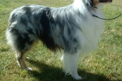Ein Hund mit blau-grauem und weißem Fell steht auf einer grünen Wiese.