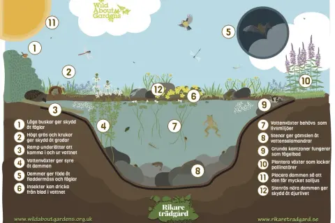 En illustration som visar hur man kan bygga damm i trädgården för att gynna djurlivet, med fåglar, grodor, insekter och fladdermöss.
