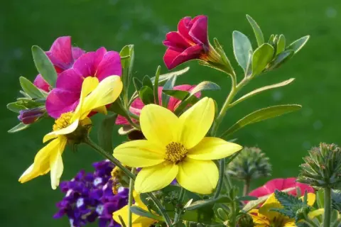 Bunte Blumen, die viel Sonne vertragen, blühen im Garten. Gelbe und pinke Blüten leuchten vor grünem Hintergrund.