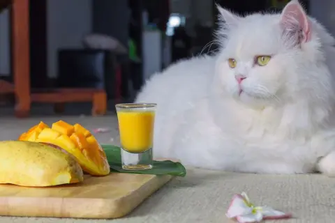 Czy koty mogą jeść mango? Odkryj ryzyko i korzyści dla zdrowia