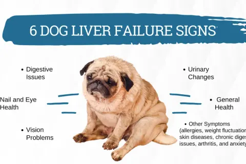 A pug sits looking sad, illustrating 6 dog liver failure signs like digestive issues, vision problems, and general health changes.