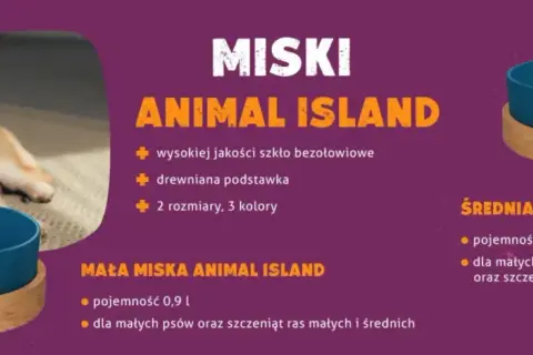 Jak wybrać idealną miskę dla psa - unikaj najczęstszych błędów