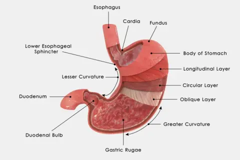 Anatomia żołądka: przełyk, wpust, dno, trzon, krzywizny, warstwy mięśniowe, dwunastnica i fałdy żołądkowe. Tutaj jest żołądek.