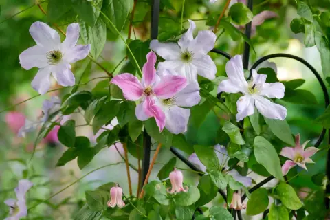 Clematis-Blüten in Rosa und Lila blühen üppig an einem Rankgitter. Der ideale clematis standort ist sonnig bis halbschattig.