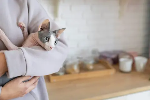 Gato Sphynx en brazos, con mirada de **estrés en gatos**, parece incómodo.