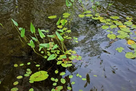 Plantes des lacs, avec des feuilles vertes flottant à la surface de l'eau sombre et ondulante.