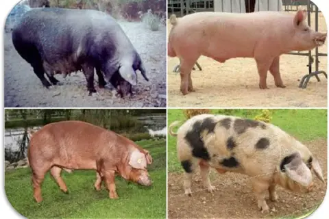 Quattro immagini di maiali di diverse razze, tra cui un maiale nero, uno rosa, uno marrone e uno pezzato, che mostrano la varietà delle razze di maiali giganti.