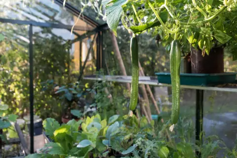 Två långa, gröna gurkor hänger från en planta i ett växthus. Det är en frodig grönska runt dem, med andra växter och bladverk. Solen lyser in och skapar ett varmt ljus. Gurka max!