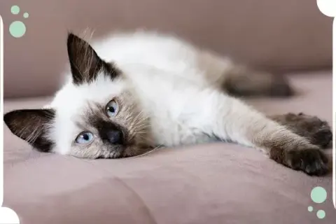 Cuánto dura un gato: descubre los secretos de su longevidad real