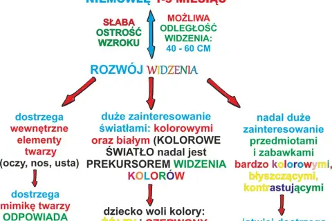 Kiedy szczeniak widzi? Rozwój wzroku i sygnały alarmowe
