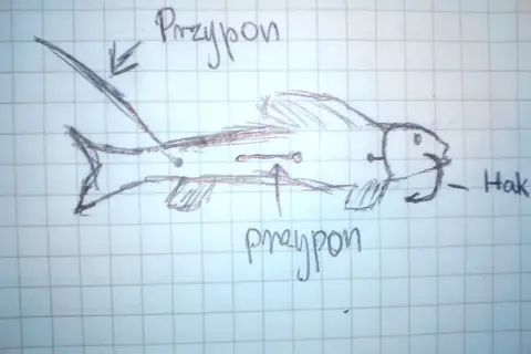 Schemat jak prawidłowo założyć trupka na kotwicę na sandacza. Widać przynętę, hak i oznaczenia.