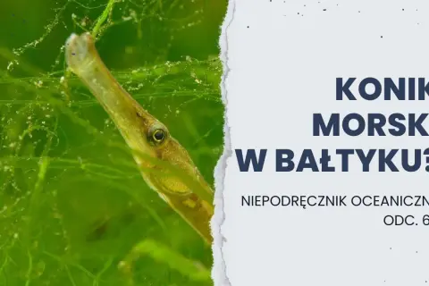 Koniki morskie w Bałtyku? Odkryj zaskakującą prawdę!