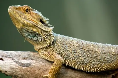 Jakie zwierzę do terrarium? Najlepsze gatunki dla początkujących