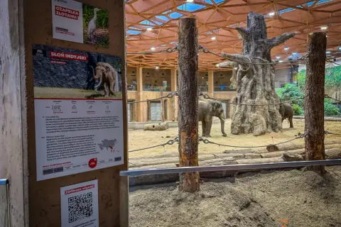 Słonie w zoo, ciekawe informacje o nich i inne atrakcje Łódź i okolice.