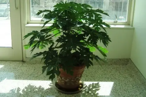 Cómo cultivar un árbol de papaya en maceta: tips y variedades efectivas