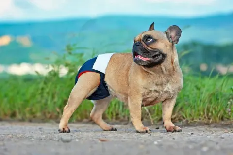 Francuski buldog w pieluszce, gotowy na dni płodne. Cieczka u psa to ważny czas.