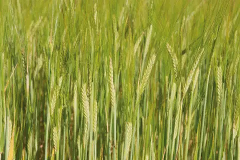 Champ d'orge verte, les épis de cet orge 2 rangs ou 6 rangs se balancent doucement au soleil.