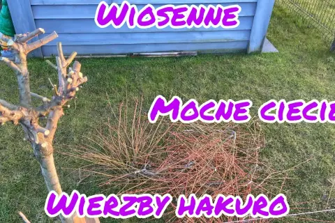Jak przycinać wierzbę Hakuro? Poradnik krok po kroku