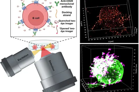 Immuntherapie: B-Zelle mit Anti-CD20-Antikörpern markiert, zeigt die Anwendung bei Krebsarten. 3D-Mikroskopie visualisiert die Zellreaktion.