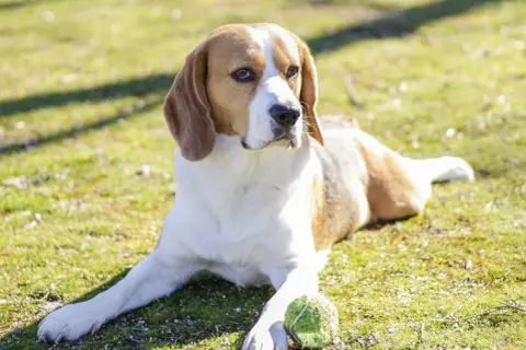 Jak wytresować beagle: sprawdzone metody, które przynoszą efekty