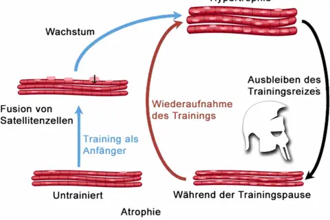 Schema zeigt Muskelaufbau (Hypertrophie) und -abbau (Atrophie). Muskeln wachsen durch Training, schrumpfen bei Trainingspause. So schnell baut man Muskeln ab.
