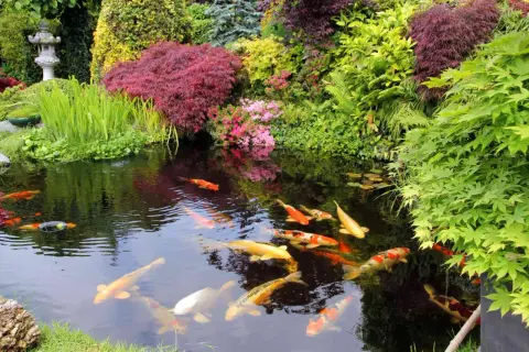 En vacker damm med koi-fiskar som simmar i det klara vattnet, omgiven av frodig grönska och blommor. En perfekt plats att koppla av vid, som om man skulle vilja bygga damm själv.