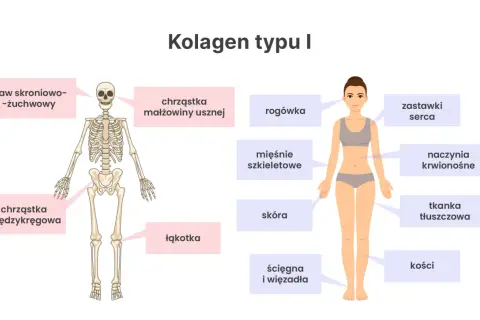 Schemat pokazuje, gdzie występuje kolagen typu 1: w kościach, skórze, ścięgnach, chrząstkach, naczyniach krwionośnych i innych tkankach.