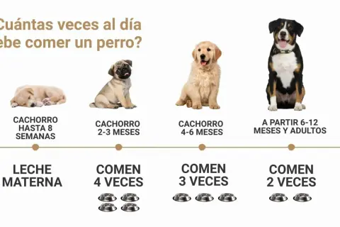 La imagen muestra cuántas veces al día come un perro según su edad: cachorros hasta 8 semanas comen leche materna, de 2-3 meses 4 veces, de 4-6 meses 3 veces, y a partir de 6-12 meses y adultos 2 veces.
