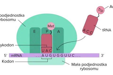 Proces translacji: rybosom odczytuje mRNA, tRNA z tryptofanem (Trp) dopasowuje się do kodonu.