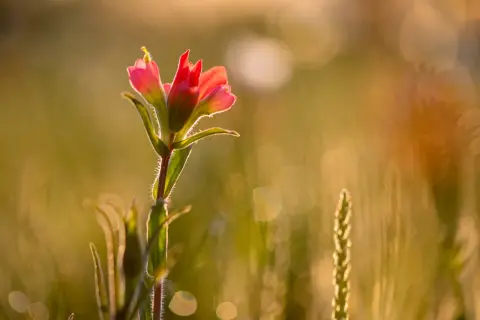 A delicate pink wildflower glows in the golden light of spring photography, its fuzzy stem catching the sun.