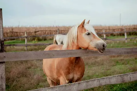 Brązowy koń rasy haflinger opiera się o drewniane ogrodzenie.