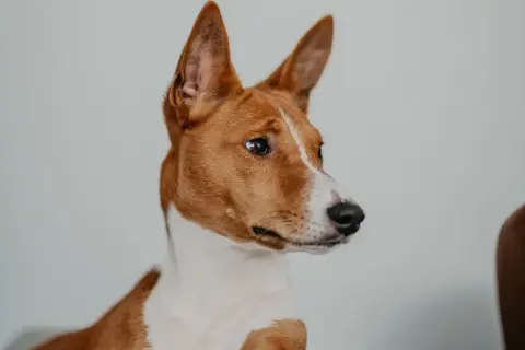 Portret psa rasy basenji, z charakterystycznymi, stojącymi uszami i bystrym spojrzeniem. Jego sierść jest ruda z białymi znaczeniami.