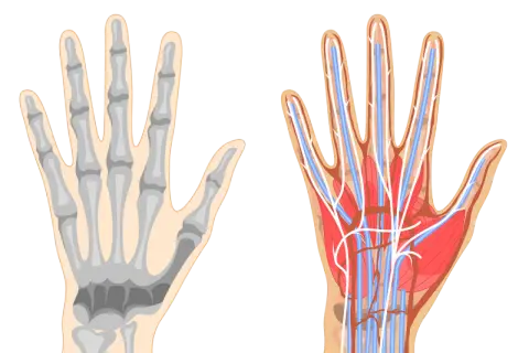 Vergleich von Skelett und Gefäßsystem der Hand. Die Hand anatomie zeigt Knochen, Muskeln, Nerven und Blutgefäße.