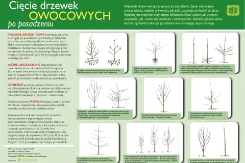 Jak przycinać drzewka owocowe: Poradnik krok po kroku