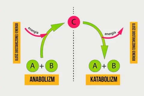 Co to jest metabolizm w biologii i jak wpływa na organizmy?