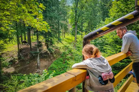 Rodzina obserwuje żubry w lesie, wspaniały park rozrywki dla dzieci podkarpackie.