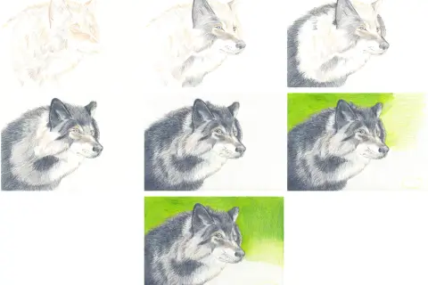 Wolf zeichnen lernen: Schritt-für-Schritt-Anleitung & Tipps